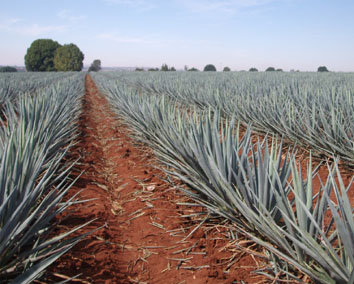 Agave