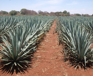 Agave Field