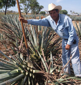 Agave