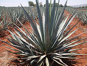 Weber Blue Agave